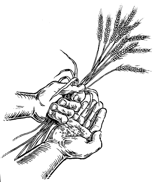 hands-with-wheat